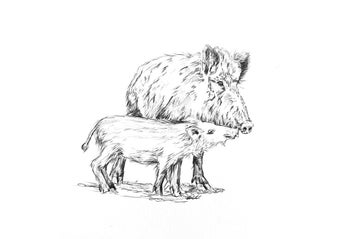 Listing 16 of 18 for ORIGINAL Ballpoint Drawings