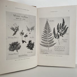 Listing 12 of 14 for NEW ZEALAND NATURE STUDY by W Martin 1947 1st Edition