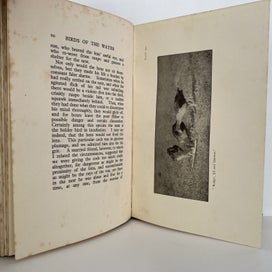 Listing 10 of 11 for BIRD of the WATER, WOOD & WATSE by H. Guthrie-Smith 1927
