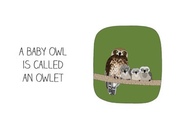 Listing 2 of 2 for The Baby Animal Book