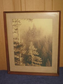 Listing 3 of 9 for Tall Trees In The Mist photo 1970s?