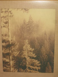 Listing 4 of 9 for Tall Trees In The Mist photo 1970s?