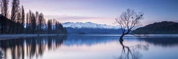 Listing 2 of 3 for $1 RESERVE $1 - Rokit Wall Art Wanaka Tree at Dusk Giclee Canvas Print