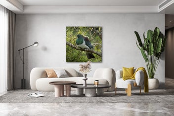 Listing 1 of 3 for Rokit Wall Art. NZ Wood Pigeon. Canvas Print