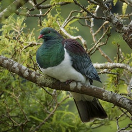 Listing 2 of 3 for Rokit Wall Art. NZ Wood Pigeon. Canvas Print