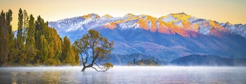 Listing 2 of 3 for Rokit Wall Art Wanaka Tree and Alps at Sunrise. Extra Large Canvas