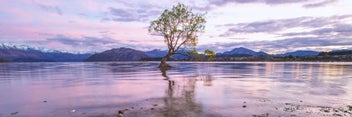 Listing 2 of 3 for Rokit Wall Art That Wanaka Tree. Large Canvas Print