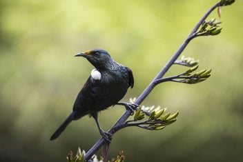 Listing 2 of 3 for Rokit wall Art NZ Tui Songbird Giclee Canvas Print