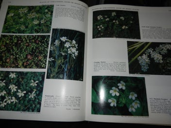 Listing 3 of 4 for New Zealand Flowers and Plants in colour J T Salmon