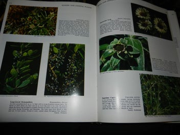 Listing 4 of 4 for New Zealand Flowers and Plants in colour J T Salmon