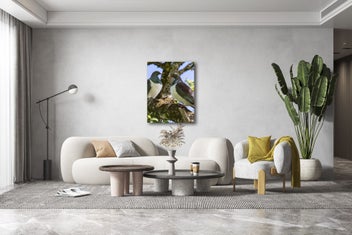 Listing 1 of 3 for Rokit Wall Art. Pair of Wood Pigeons (Kereru) Giclee Canvas Print