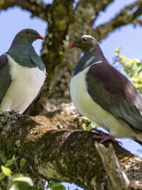 Listing 2 of 3 for Rokit Wall Art. Pair of Wood Pigeons (Kereru) Giclee Canvas Print