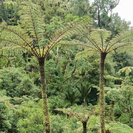 Listing 2 of 3 for Potton & Burton Field Guide To New Zealand Native Trees