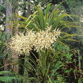 Listing 3 of 3 for Potton & Burton Field Guide To New Zealand Native Trees