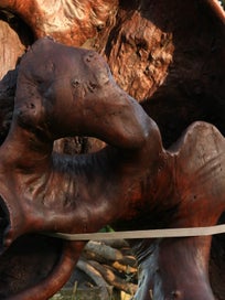 Listing 3 of 14 for Huge Garden Sculpture Driftwood Art Gumtree sculpted by Fire