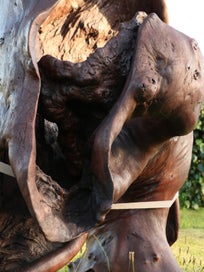 Listing 13 of 14 for Huge Garden Sculpture Driftwood Art Gumtree sculpted by Fire