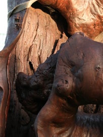 Listing 14 of 14 for Huge Garden Sculpture Driftwood Art Gumtree sculpted by Fire