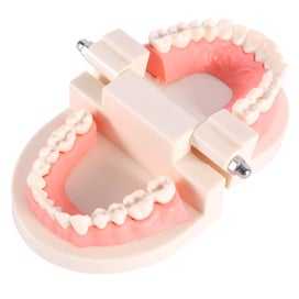 Listing 3 of 3 for PVC Dental Teaching Standard Model Demonstration Teach Children Brushing Teeth