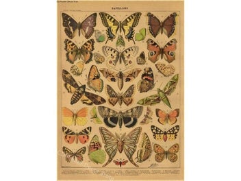 Listing 5 of 10 for Butterfly Insect Flower Mushroom Poster Botanical Educational Kraft Paper DIY