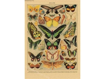 Listing 6 of 10 for Butterfly Insect Flower Mushroom Poster Botanical Educational Kraft Paper DIY