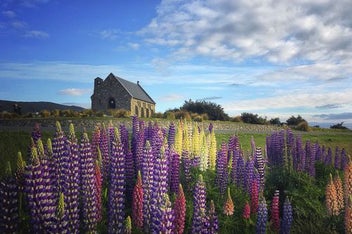 Listing 2 of 3 for Rokit Wall Art Lupins At Tekapo Church Giclee Canvas Print