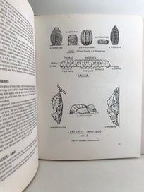 Listing 10 of 12 for BUTTERFLIES OF NEW ZEALAND by W.B.R. Laidlaw 1970 1st edition
