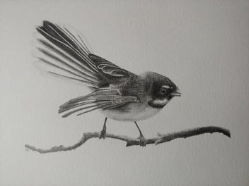 Listing 1 of 1 for ‘Fantail’ Print (from an original drawing in pencil)
