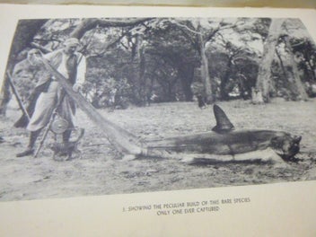 Listing 2 of 6 for An American Angler in Australia by Zane Grey