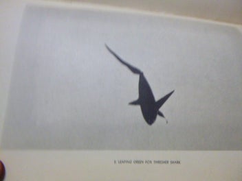 Listing 4 of 6 for An American Angler in Australia by Zane Grey