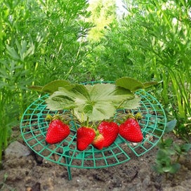 Listing 3 of 5 for 10 Pack Strawberry Supports With 4 Sturdy Legs For Keeping Plant Clean And Not R