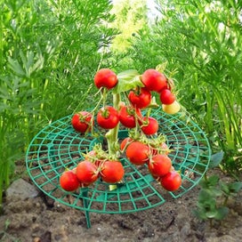 Listing 5 of 5 for 10 Pack Strawberry Supports With 4 Sturdy Legs For Keeping Plant Clean And Not R