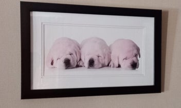Listing 2 of 2 for Sleeping Puppies - Framed Print in Exc. Condition