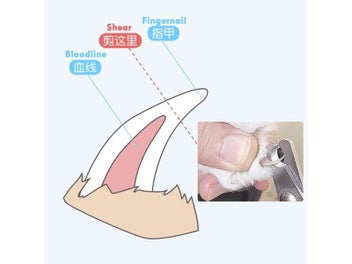 Listing 8 of 10 for 30 Stainless Steel Pet Nail Clippers 8CM Length Animal Grooming Scissors