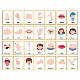 Listing 8 of 10 for Body Part Montessori English Word Learning Flash Cards for Kids