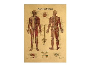 Listing 1 of 8 for The Body Structure Skeleton Nervous System Vintage Poster Medical Decoracion