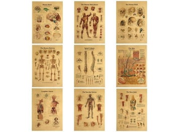 Listing 3 of 8 for The Body Structure Skeleton Nervous System Vintage Poster Medical Decoracion