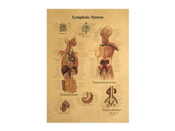 Listing 5 of 8 for The Body Structure Skeleton Nervous System Vintage Poster Medical Decoracion