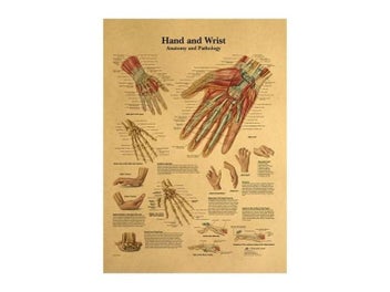 Listing 6 of 8 for The Body Structure Skeleton Nervous System Vintage Poster Medical Decoracion