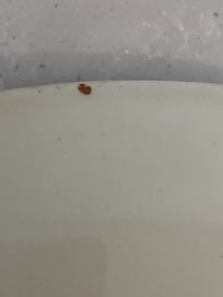 Listing 14 of 14 for Rare Maling art deco fruit edged plate