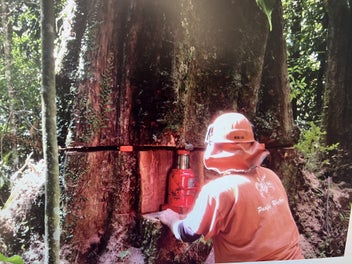 Listing 13 of 20 for (Eco-Friendly)Solid 320 cm Rata Slab – 320 × 80/70 × 8.5cm (~190 kg)