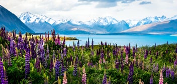 Listing 2 of 3 for Rokit Wall Art Flowering Lupins At Lake Tekapo 60 x 120 Canvas Print