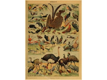 Listing 1 of 10 for Butterfly Insect Flower Mushroom Poster Botanical Educational Kraft Paper DIY