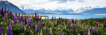 Listing 2 of 3 for Rokit Wall Art Flowering Lupins At Lake Tekapo Giclee Canvas Print