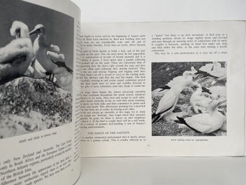 Listing 5 of 5 for THE GANNETS OF CAPE KIDNAPPERS by Reg. Williams 1957 1st edition