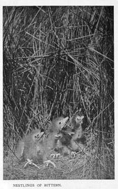 Listing 5 of 13 for !!! Bird Life on Island & Shore. H Guthrie-Smith 1st edition 1925