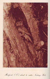 Listing 7 of 13 for !!! Bird Life on Island & Shore. H Guthrie-Smith 1st edition 1925