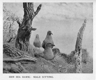 Listing 8 of 13 for !!! Bird Life on Island & Shore. H Guthrie-Smith 1st edition 1925