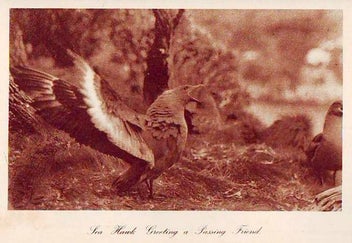 Listing 9 of 13 for !!! Bird Life on Island & Shore. H Guthrie-Smith 1st edition 1925