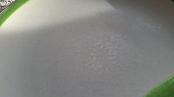 Listing 9 of 11 for Temuka green and orange banded dinner plates x 5