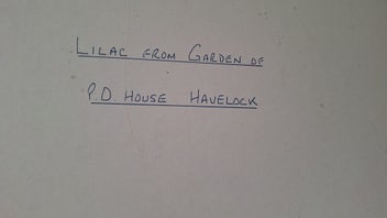 Listing 16 of 20 for +++ CHARMING " JOAN DARE - LILAC FROM THE GARDEN HAVELOCK " PAINITNG +++